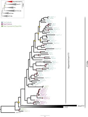 Evolution and Expression of Reproductive Transition Regulatory Genes FT/TFL1 With Emphasis in Selected Neotropical Orchids